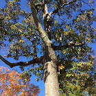 Northern red oak