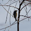 Vesper Sparrow