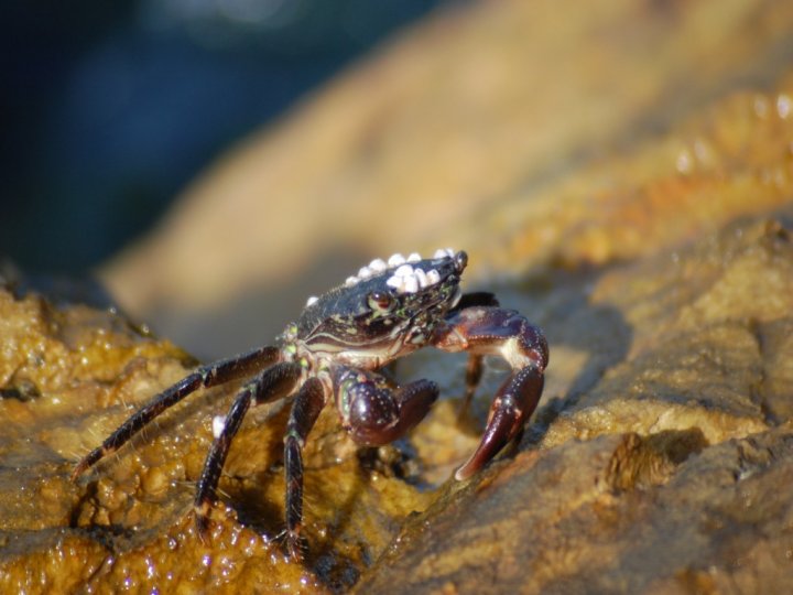 Libertà tra terra e mare di Marakana