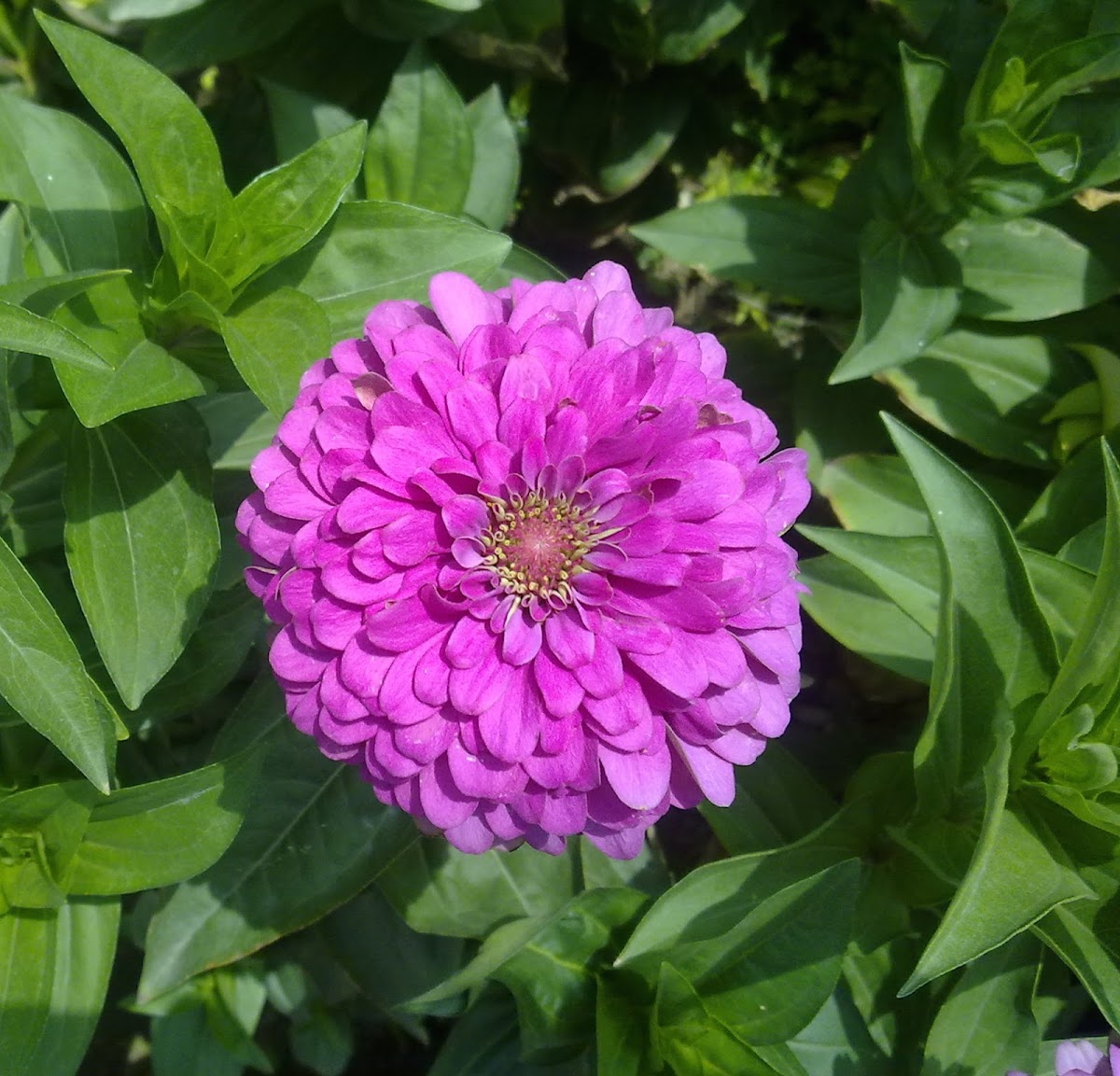 Aster Pink