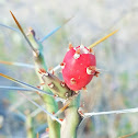 Desert Christmas cactus