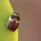 Banded Black Carpet Beetle