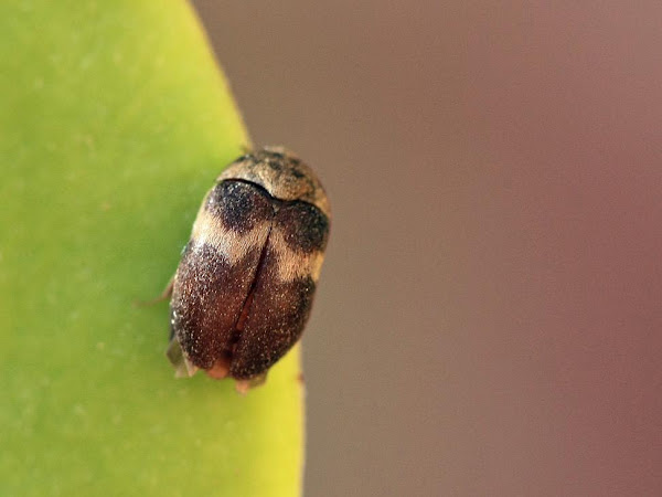 Black carpet beetle - Wikipedia