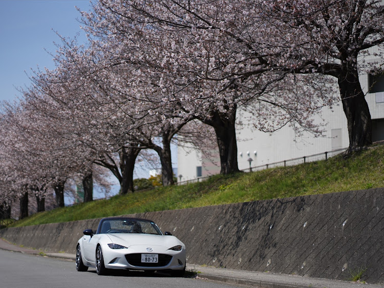 ロードスターの4月もよろしくお願い致します🌸・オープンカーの日・ロードスターのある風景・サクラと愛車・ファインダー越しの世界に関するカスタム事例の投稿画像1枚目