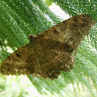 Black Witch Moth