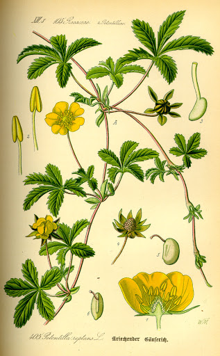 Potentilla reptans