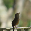 Southern house wren