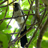 Wester Gray Plantain-eater