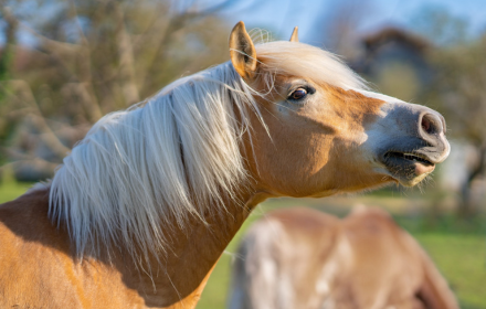 Horses cry small promo image