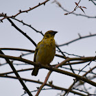 Village weaver