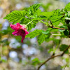 Salmonberry