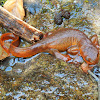 Rough-Skinned Newt