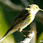 Blackpoll Warbler