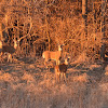 White-tailed Deer