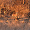 White-tailed Deer