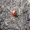 Two-spotted ladybird