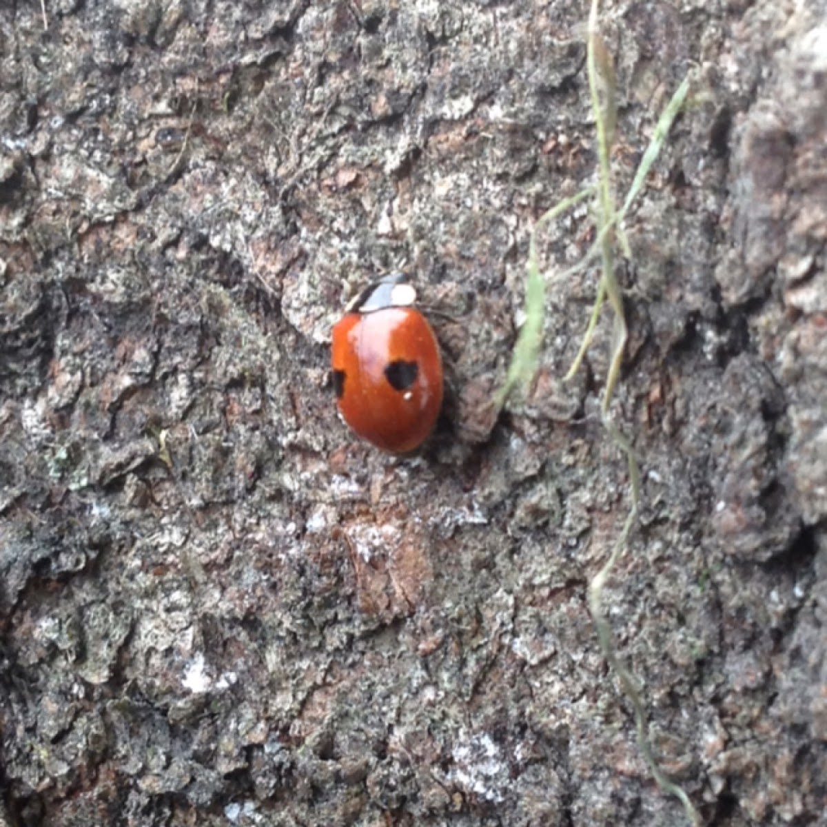 Two-spotted ladybird