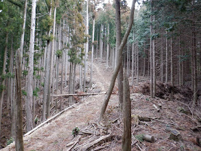 林道がある…