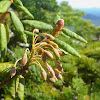 Labrador Tea