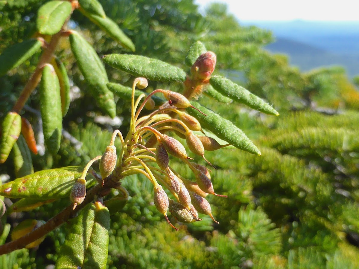 Labrador Tea