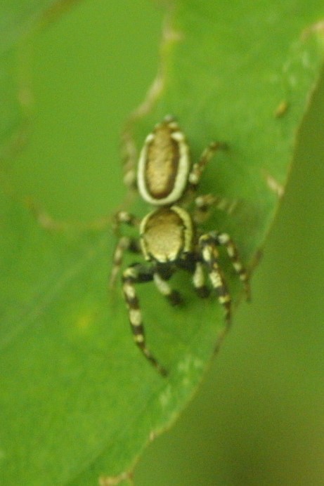 Jumping Spider, male