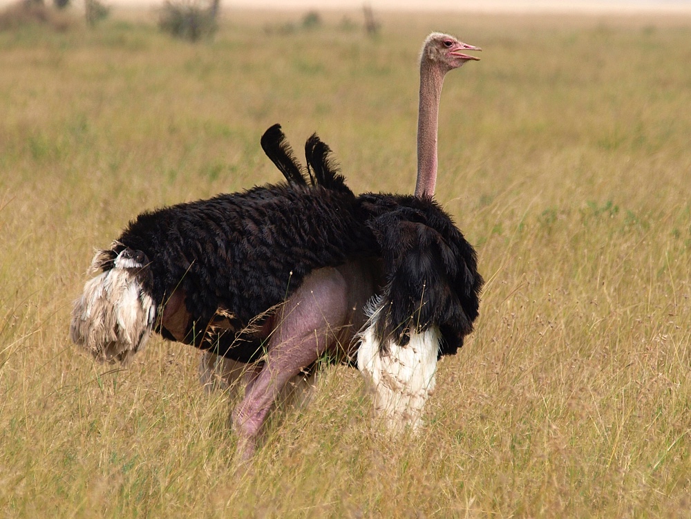 Avestruz (Ostrich)