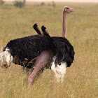 Avestruz (Ostrich)