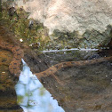 Diamondback Water Snake