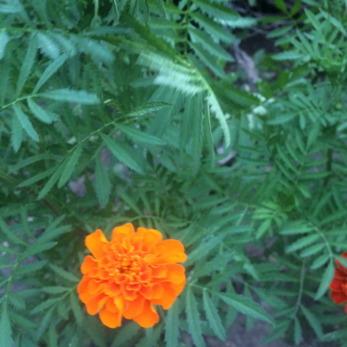 Common Marigold