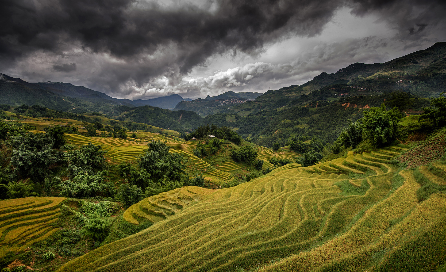 Colline a terrazzamenti di Alexx70