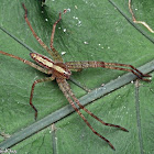 Nursery Web Spider