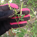 White Sweet Clover