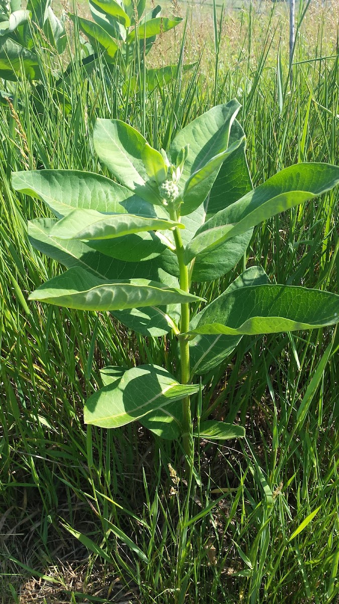 Common Milkweed