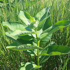 Common Milkweed