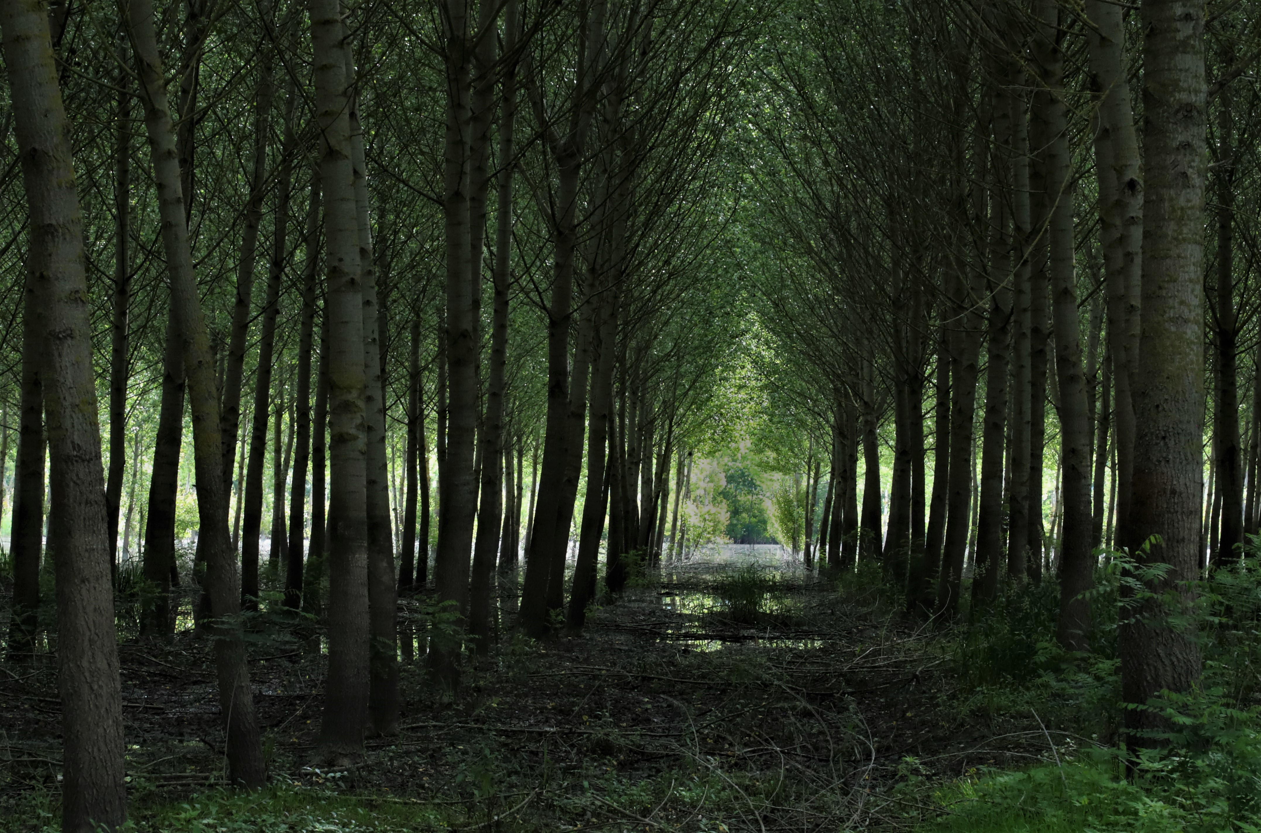 gli alberi del padule  di Mony68