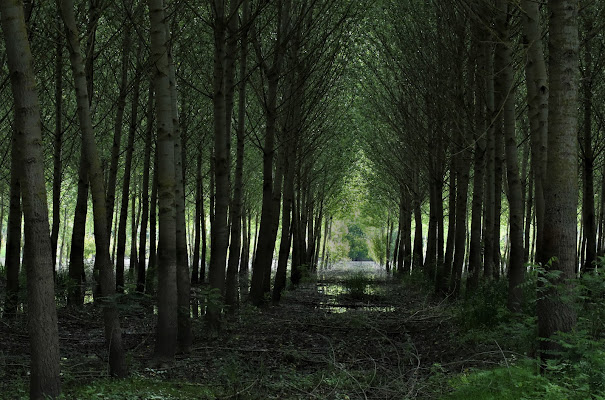 gli alberi del padule  di Mony68