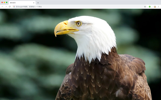 Bald Eagle New Tab HD Top Wallpapers Theme