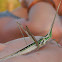 Short-horned Grasshopper