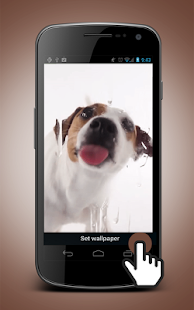 Download Dog Licking Screen Wallpaper APK
