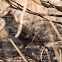 Crested Lark