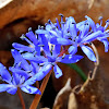 Alpine Squill