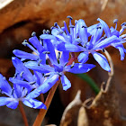 Alpine Squill