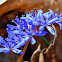 Alpine Squill