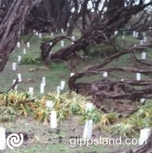 Bass Coast Shire Mayor Michael Whelan said the new policy communicates council's commitment to protecting vegetation on the public land it manages