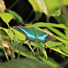 Banded Peacock