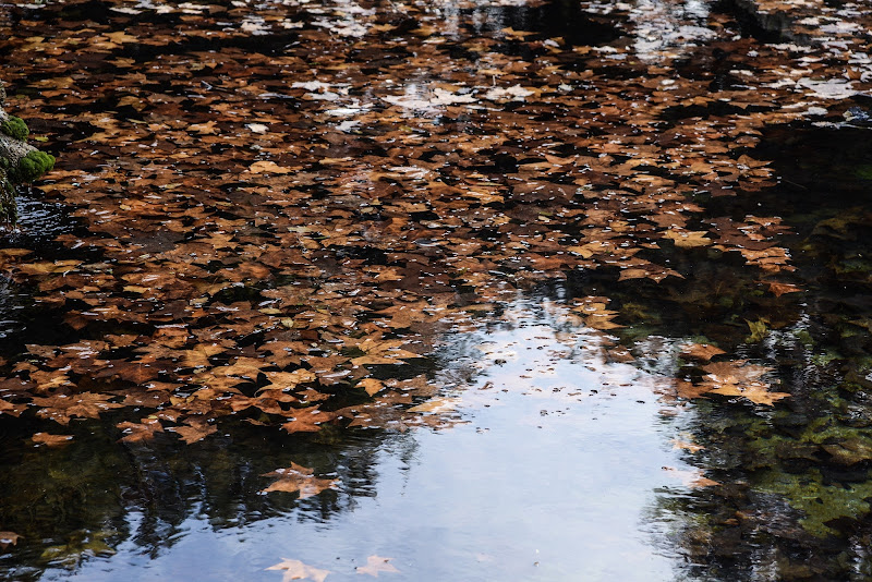 Autunno di PasqualeDeBellis