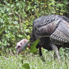 Wild Turkey