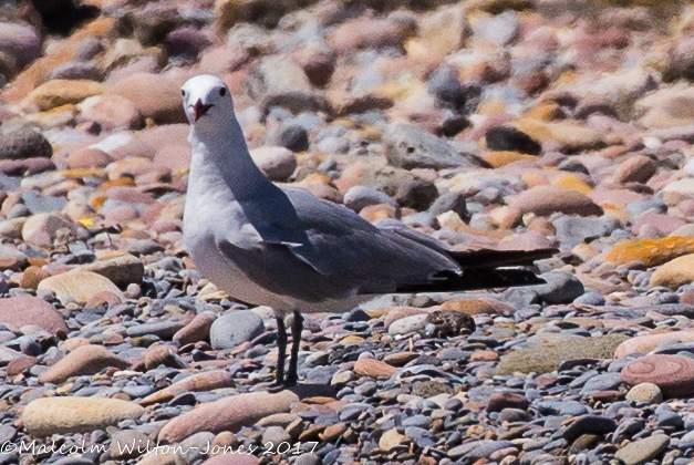 Audouin's Gull; Gaviota de Audouin