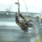 Common House Spider