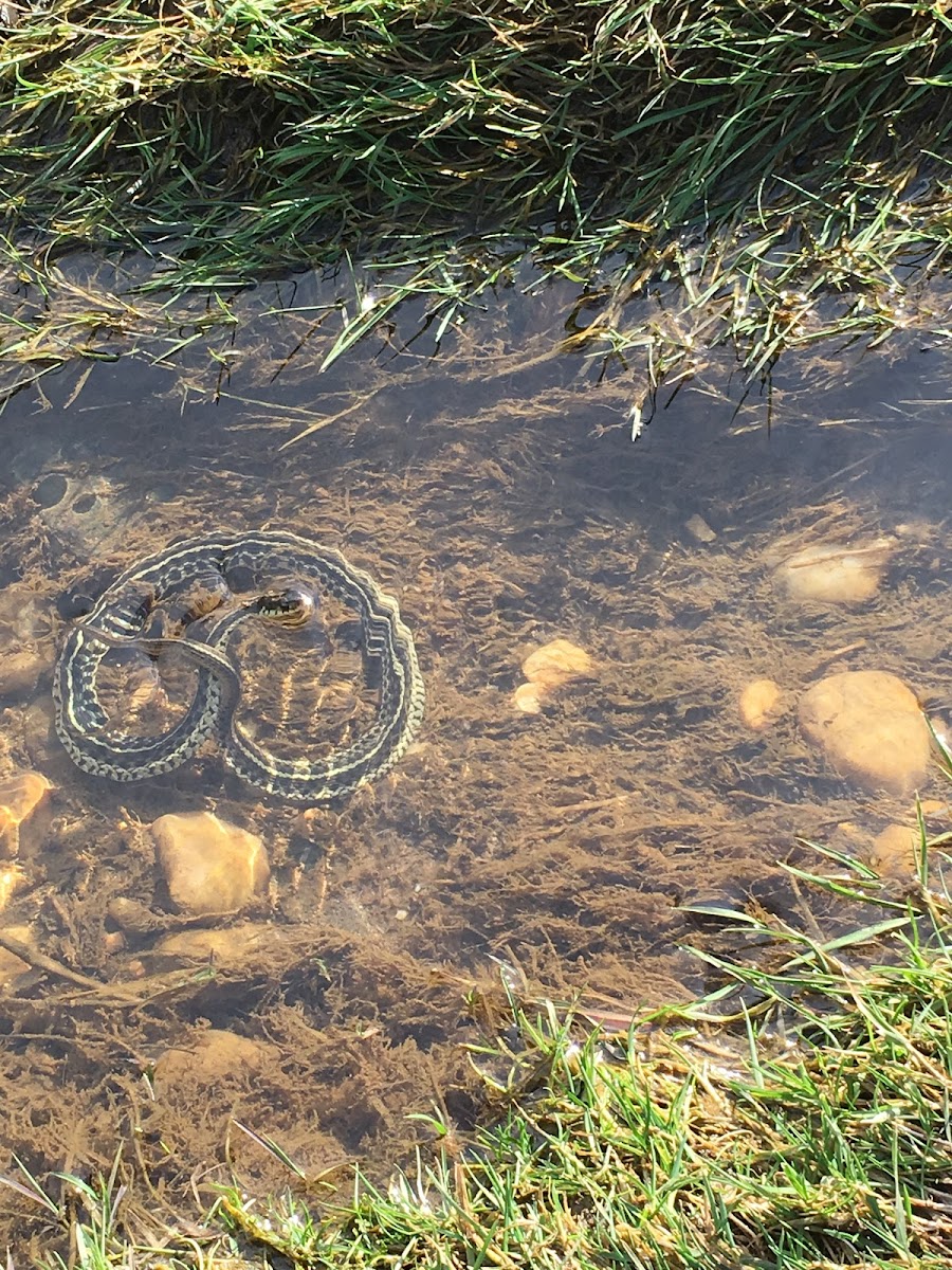 Copper head snake